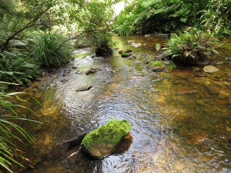 Ourimbah creek